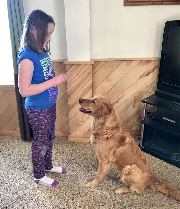 Girl with brown hair facing golden retriever holding treats for training