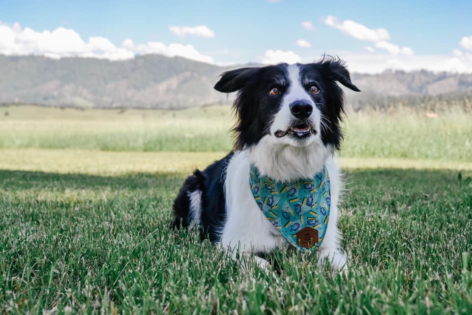 picture of collie in field facing camera