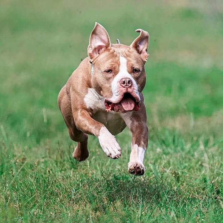 Brown bull terrier with white feet and face markings running through a field of grass