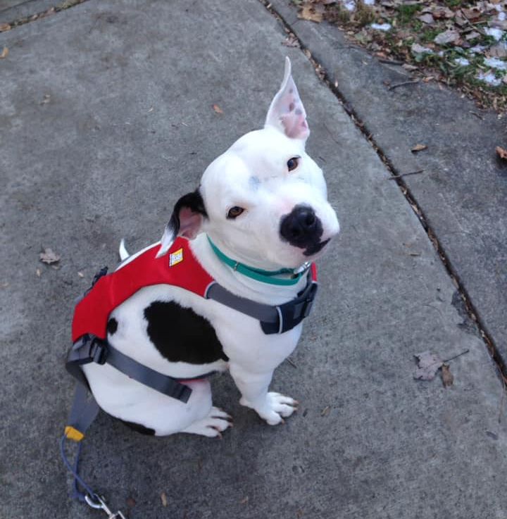 White pit bull with darker spots where a red vest with ears up looking at the camera