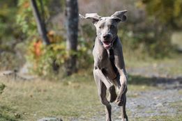 Weimaraner puppy running toward camera with outdoor scene in background
