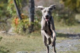 Fenzi Dog Sports Academy - EasyBlog - Lure Coursing and Coursing Ability  Tests -- Know the Risks