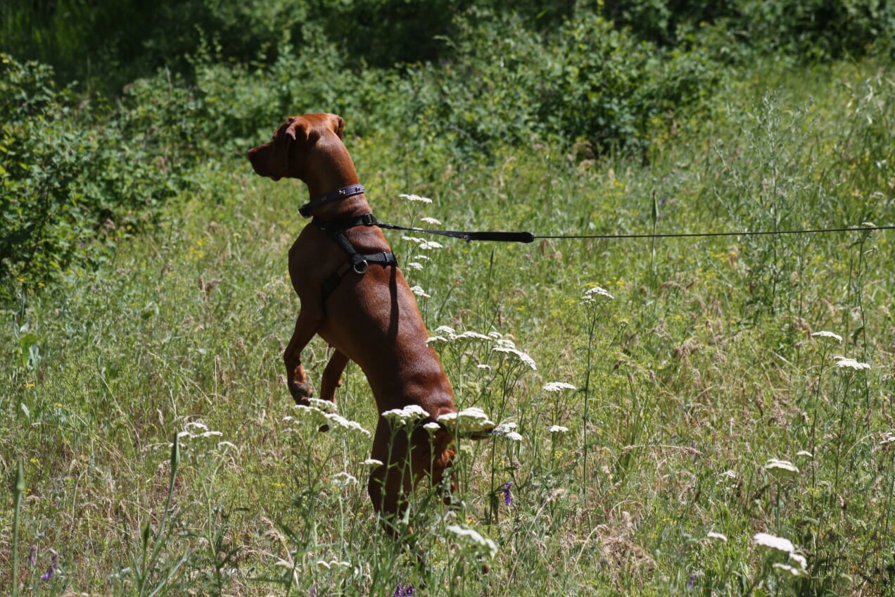 Revolutionize Your Dog's Training with Academy Sports Collars