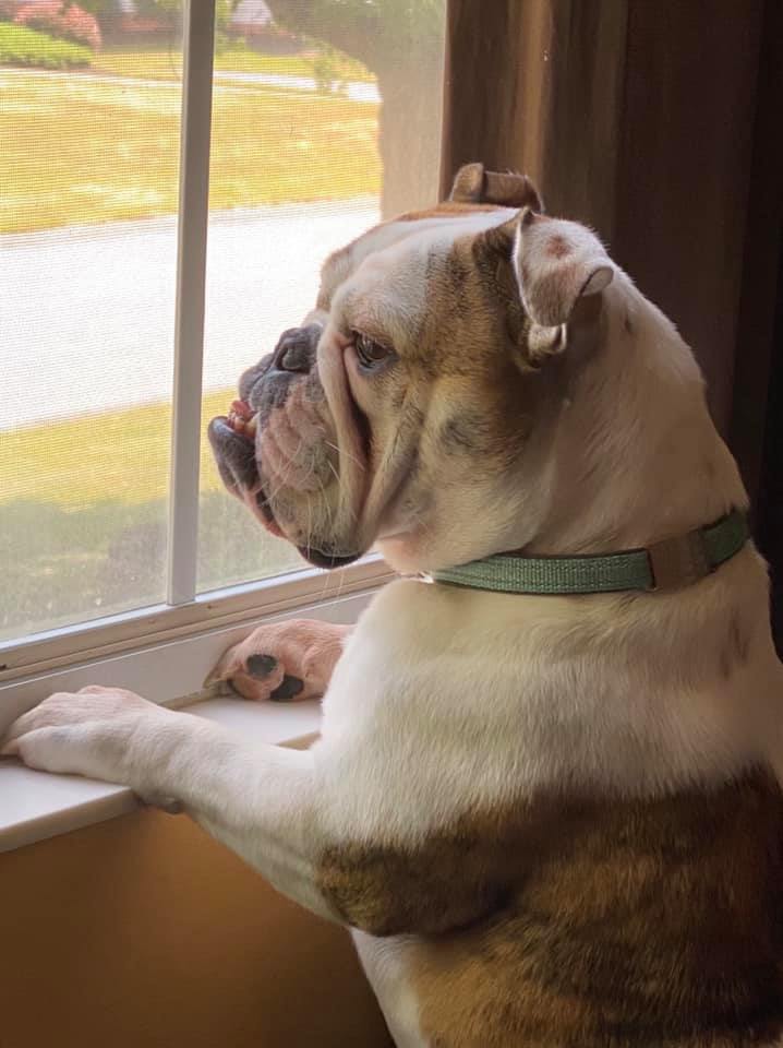 Separation anxiety dog collar sale