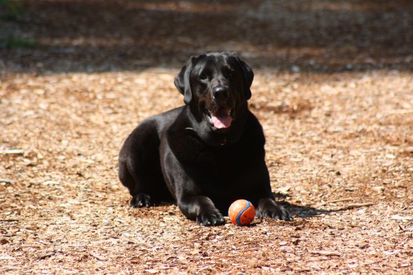 Black lab with ball