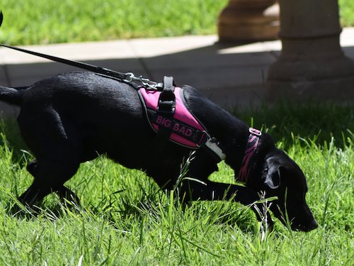Black lab on leash sniffing in grass