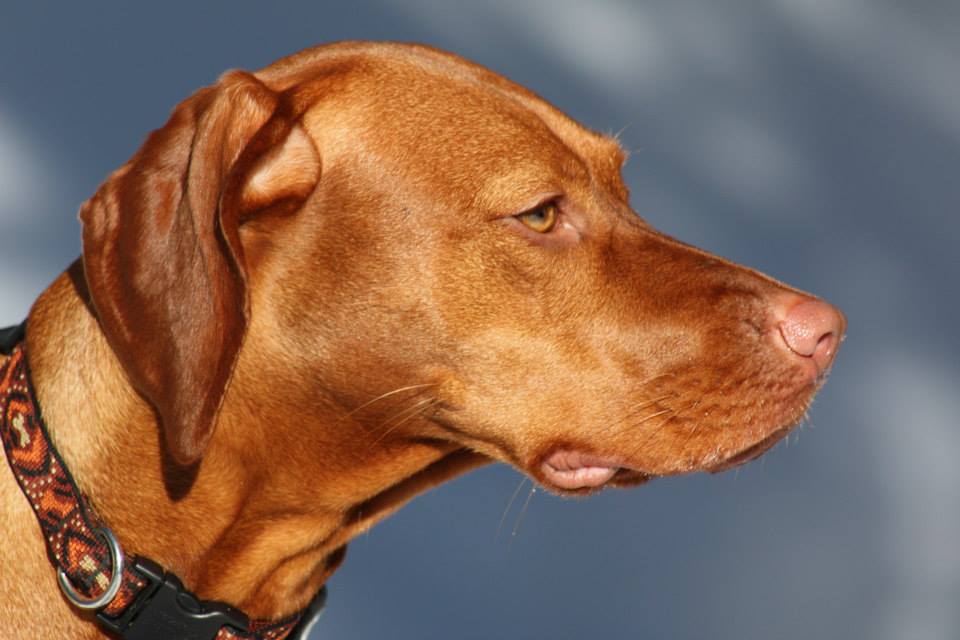 Profile picture of a vizsla dog