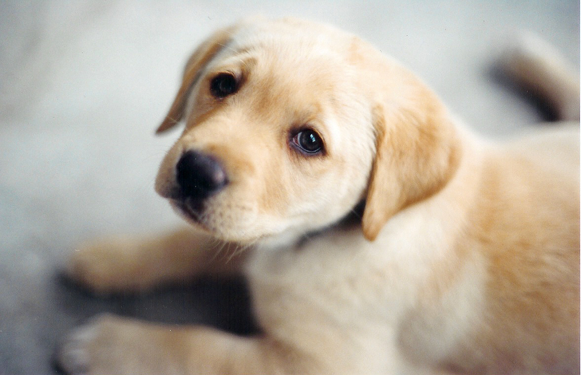 Picture of yellow labrador puppy lying down and looking toward the camera