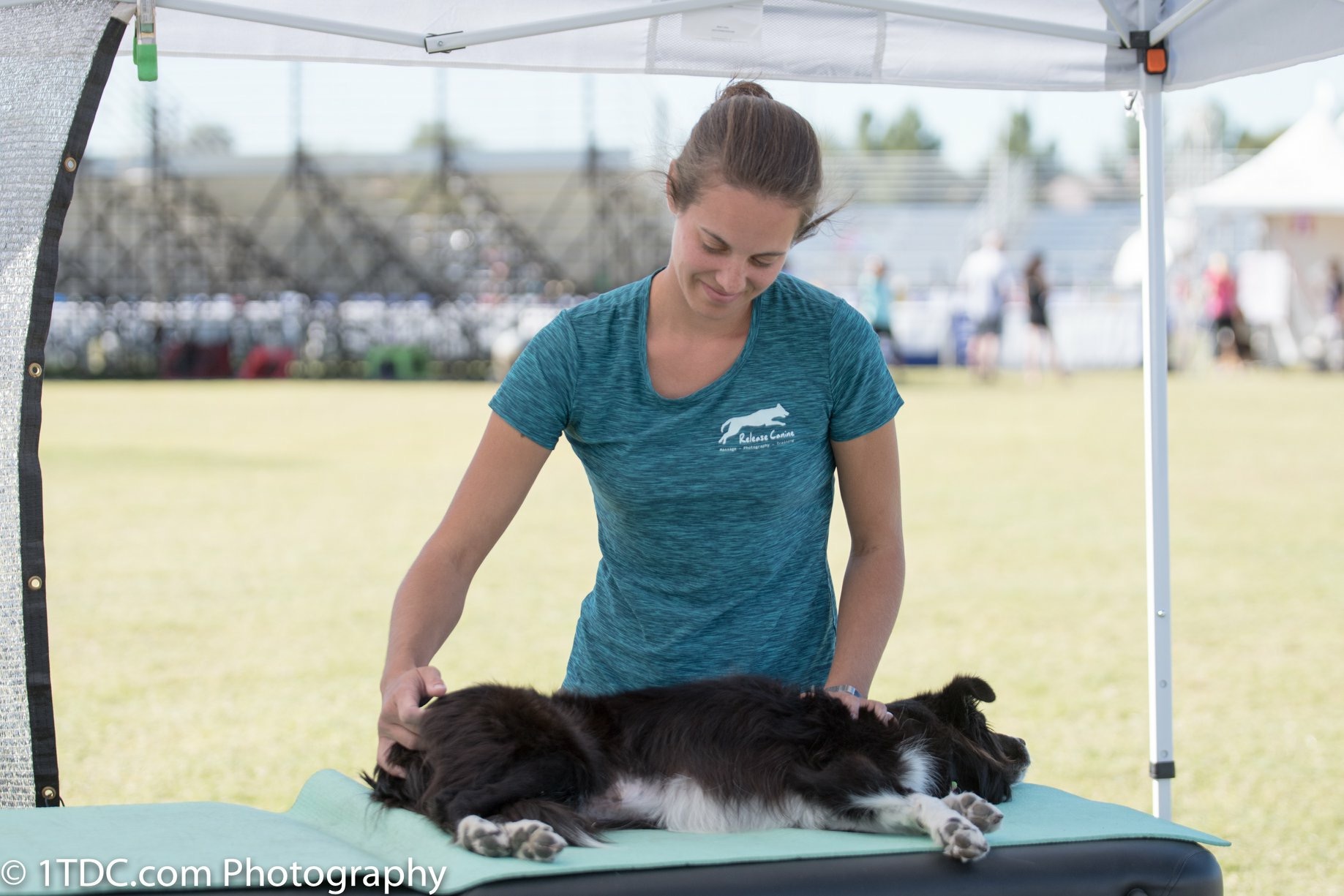 Woman under a canopy at a dog event doing massage work on a small collie dog