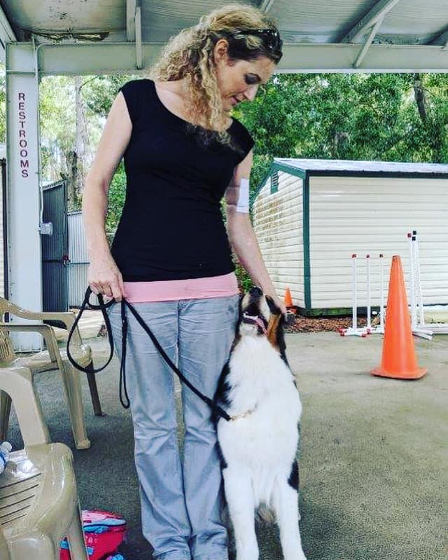 Woman with dark blond hair gazing downward making eye contact with Australian Shepard in heel position