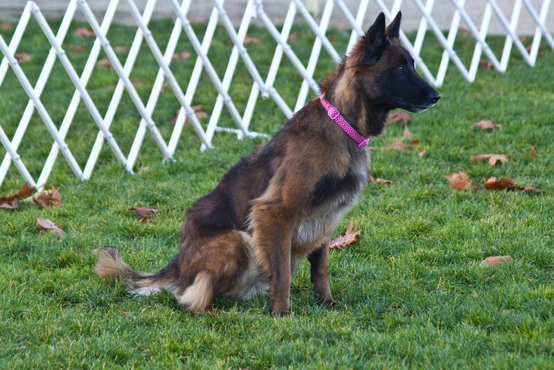 Belgian turveren dog looking ahead with white ring gates behind