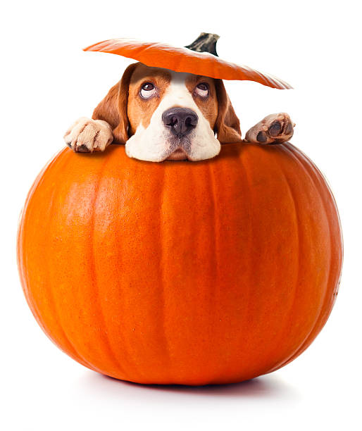 Dog in pumpkin