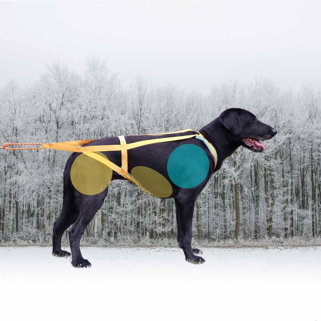 A dog is standing in profile view, wearing a yellow h-back harness that has tension applied. A green circle over the dog's shoulder region shows that the harness does not restrict shoulder movement, but yellow circles on the thigh and under belly area show that the harness is too large for this dog in these regions. 