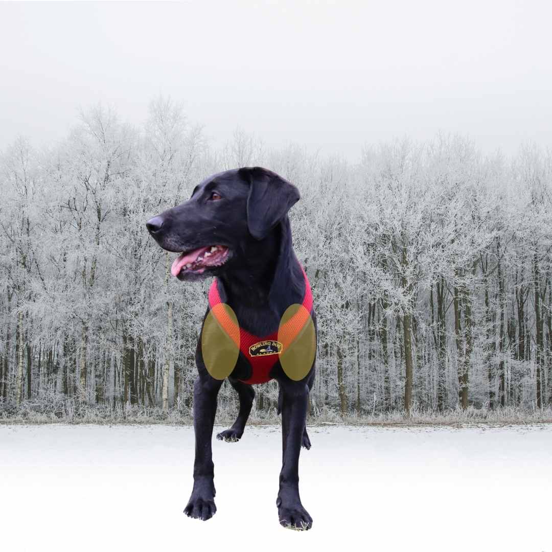 A dog is standing and facing the camera. She is wearing a harness that fits low on each side of her collar region. Two yellow ovals are placed over each of the dog's shoulders and indicate where the harness would restrict shoulder movement. 