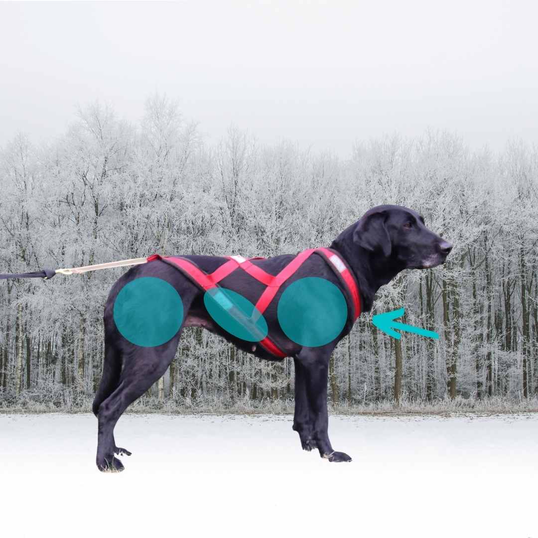 A dog is standing, facing sideways while wearing a well-fitted x-back harness that has tension applied. Green circles over the dog's shoulders, lower ribcage, and thigh indicate the areas of good fit. A green area shows that the harness fits correctly on the dog's prosternum. 