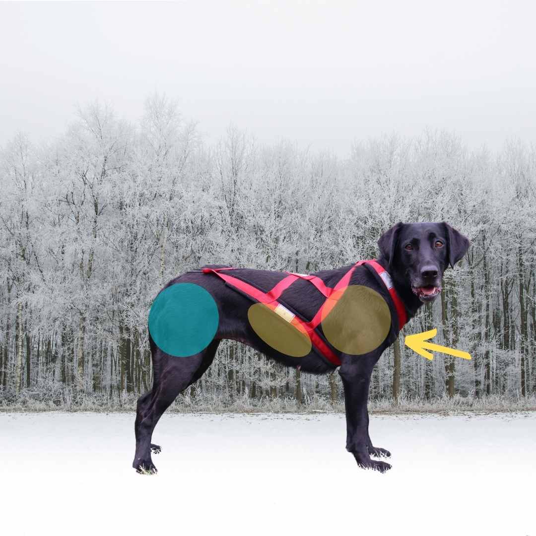 A dog is standing in profile view, wearing a red xback harness that is too small. A yellow area points at the dog's prosternum, and shows that the small collar part of the harness is riding above that point. A yellow circle over the dog's shoulder regions, shows how a small harness impedes the dog's ribcage and would impact breating. Another yellow zone is at the underside of the ribcage, where this harness rides too high. There is a green circle over the dog's thigh which indicates that this small harness does not impede the thigh. 