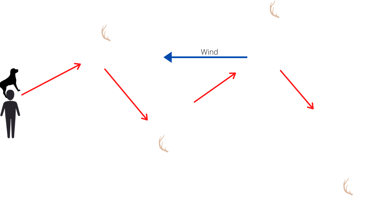 A diagram with the dog and handler starting together at the left hand side of the screen. The wind direction is indicated by a blue arrow blowing from right to left. Antlers are dispersed in a zig zag pattern at the top and bottom of the diagram. Handler and dog motion is indicated by red arrows going upwards to the first antler, than angling back down to the next antler and carrying on in this fashion, moving with zig zags into the wind, until all antlers in the pattern are found. 