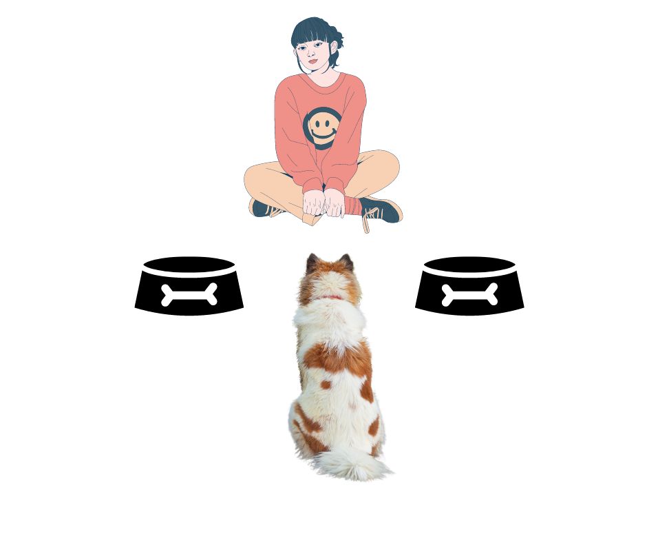 A diagram showing a lady sitting cross legged on the floor. Two dog dishes are positioned in front of her, and her dog is sitting facing her. 