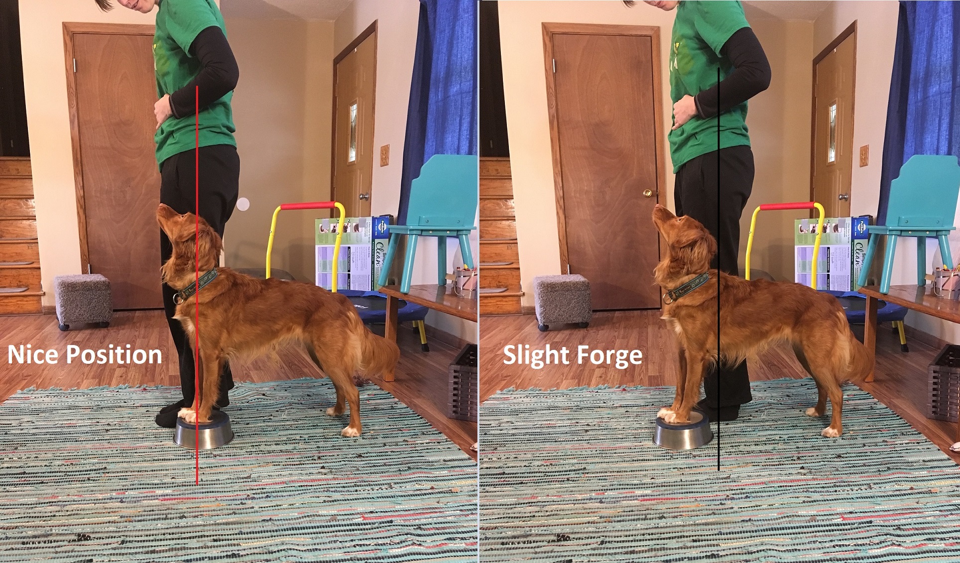dog standing on perch next to handler in heel postition. first picture is lined up with ear at handler's pants seam. second picture her collar is slightly forward of that line and she is forging