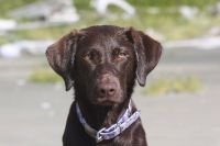 Chocolate labrador retriever looking straight into the camera with beach scene behind