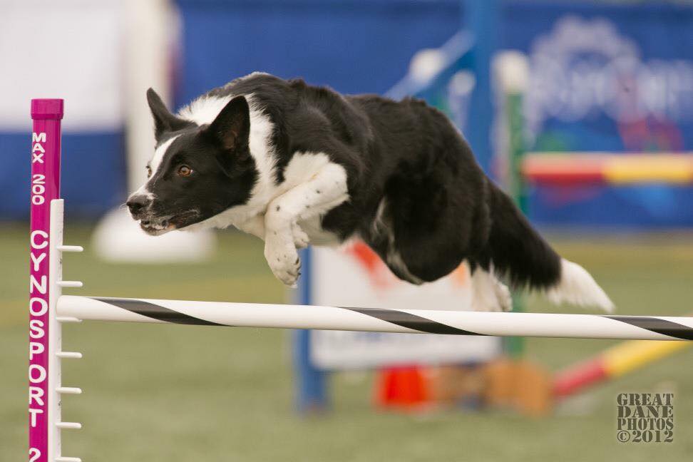 Fenzi Dog Sports Academy - NW145: To Boldly Go… Shaping a Confident Nosework  Dog