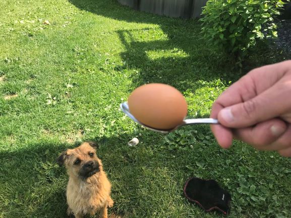 egg spoon