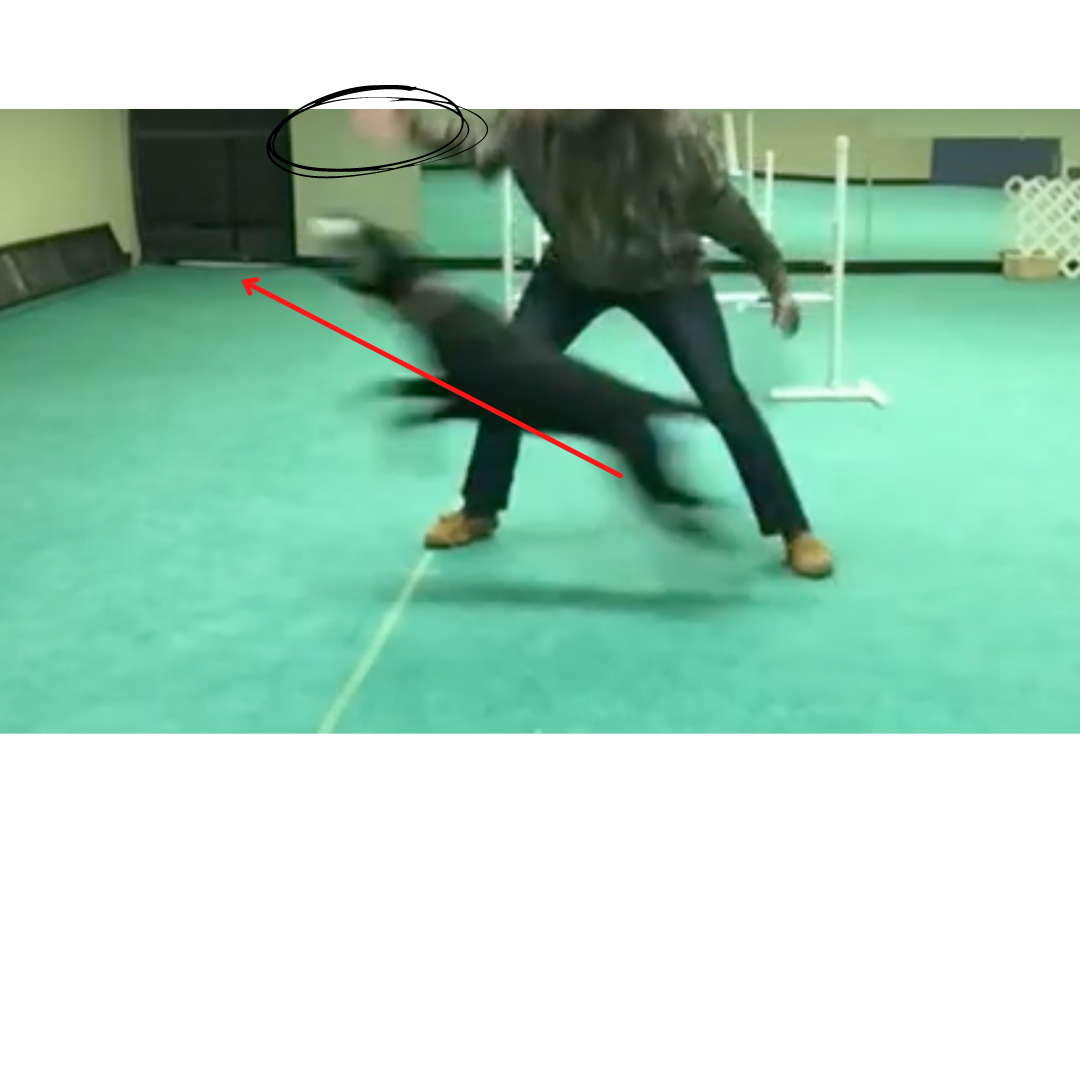This picture shows the moment captured from the previous video where the dog is grabbing the bumper. A red arrow highlights the angle of the dog's little jump. The handler's hand has been circled to demonstrate it's position in relation to the bumper. 
