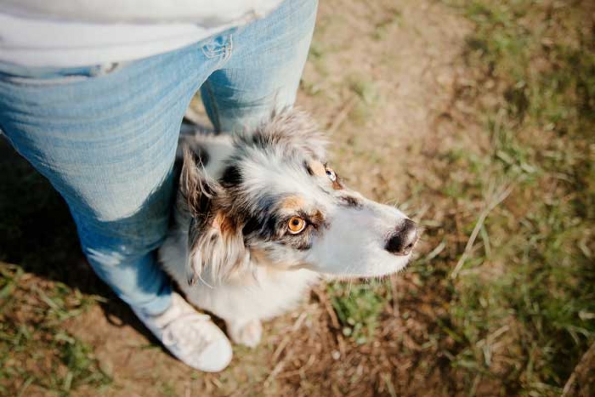 Happy sales dog place