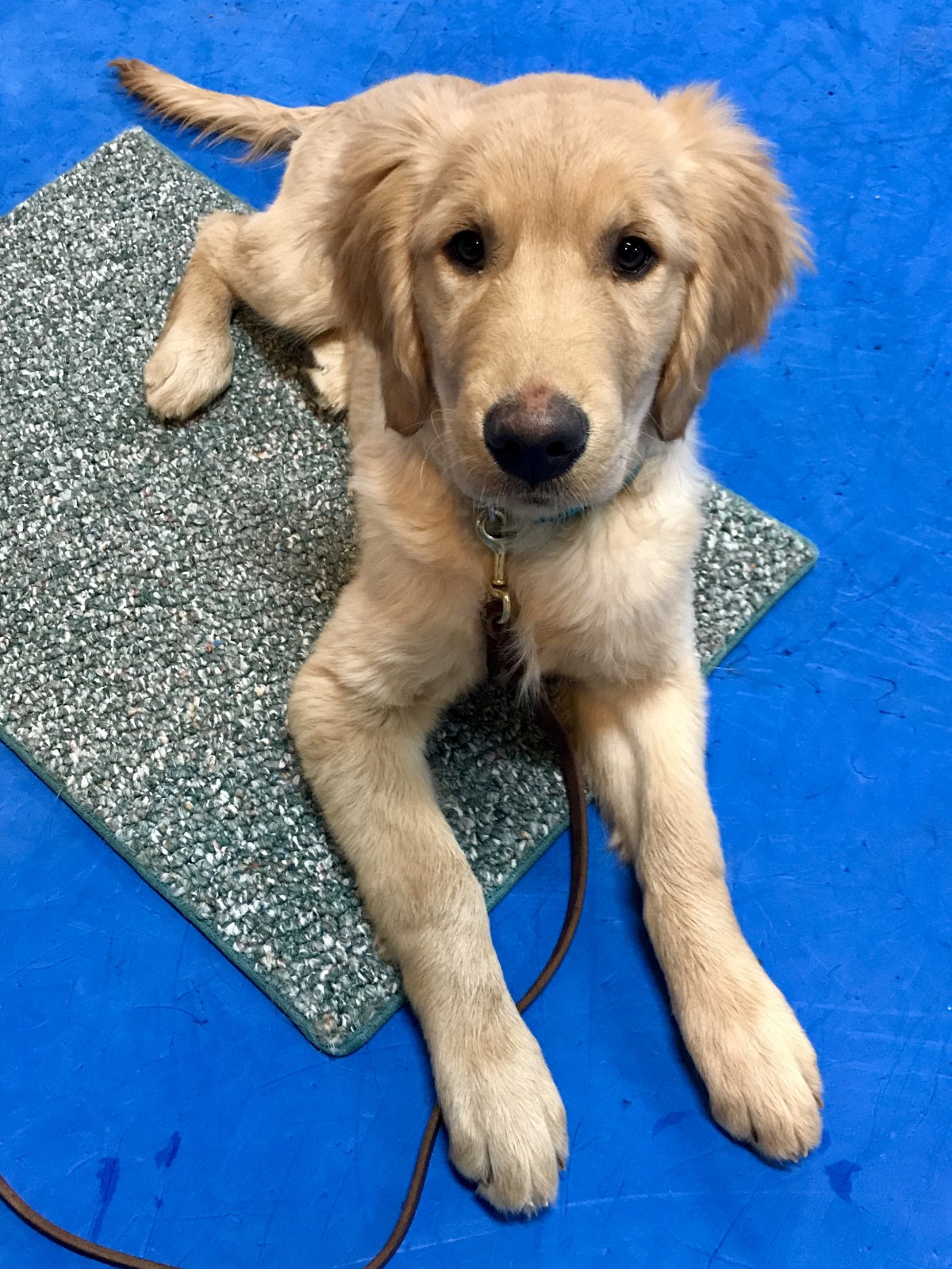 How Do I Teach My Dog To Calm Down And Relax On Cue