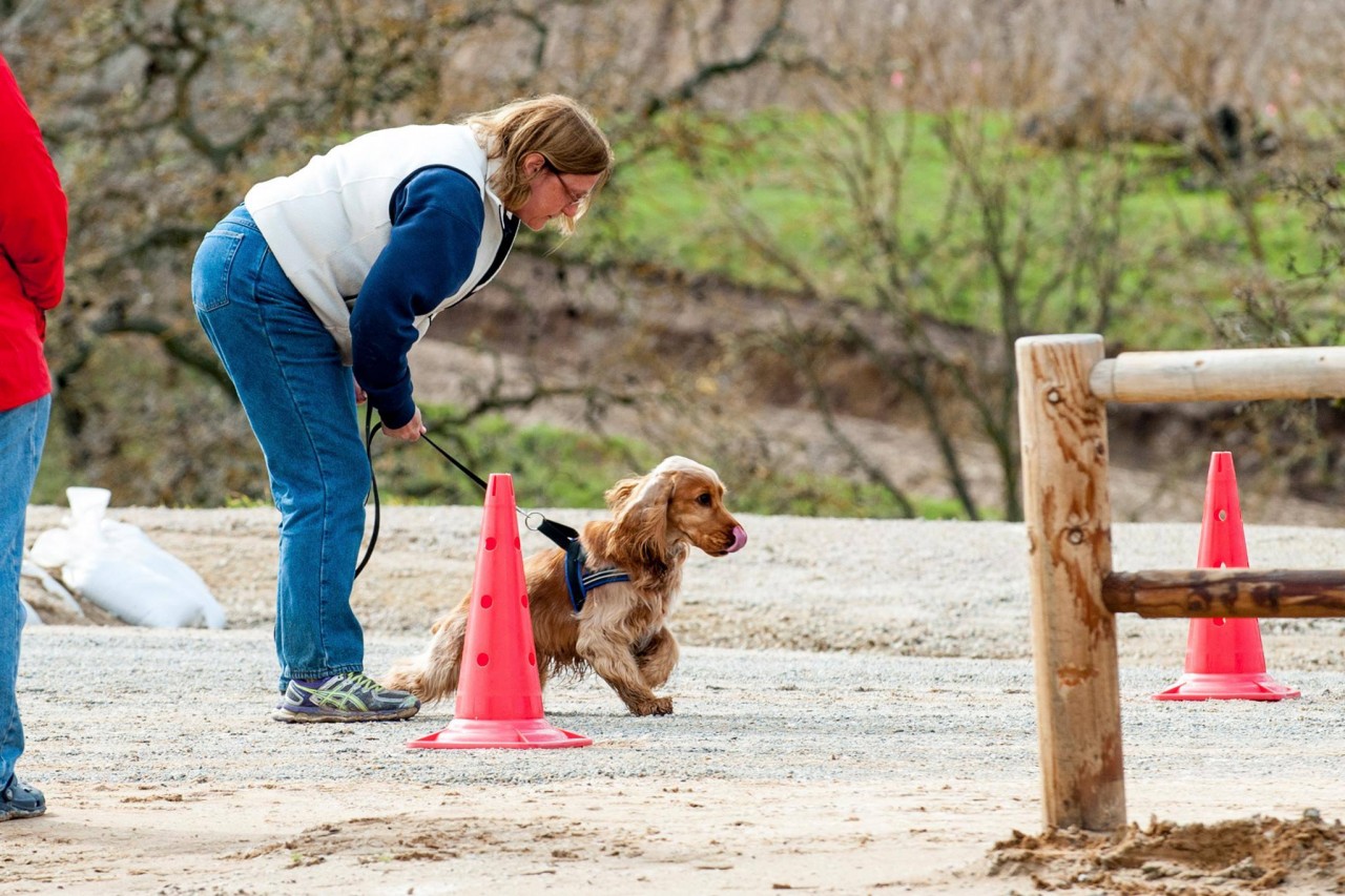 Fenzi Dog Sports Academy - EasyBlog - What to expect at a Nosework Trial  (NACSW)