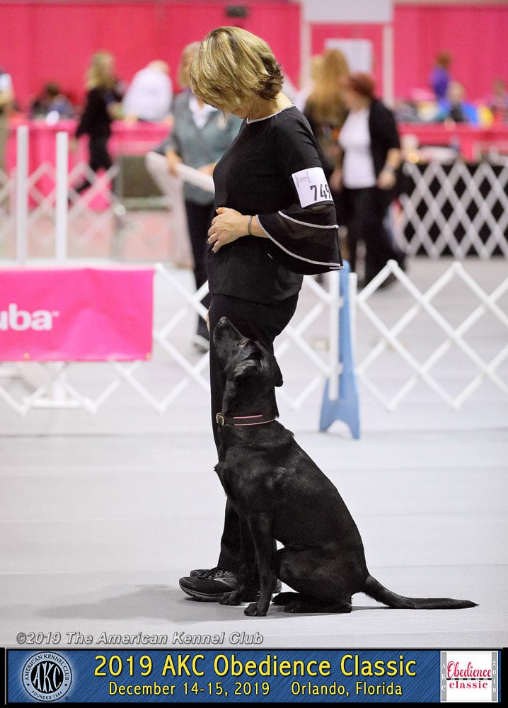 Golden Gate Kennel Club Dog Show 2024  : Unleashing Canine Excellence