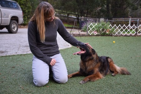 Denise fenzi dog training outlet