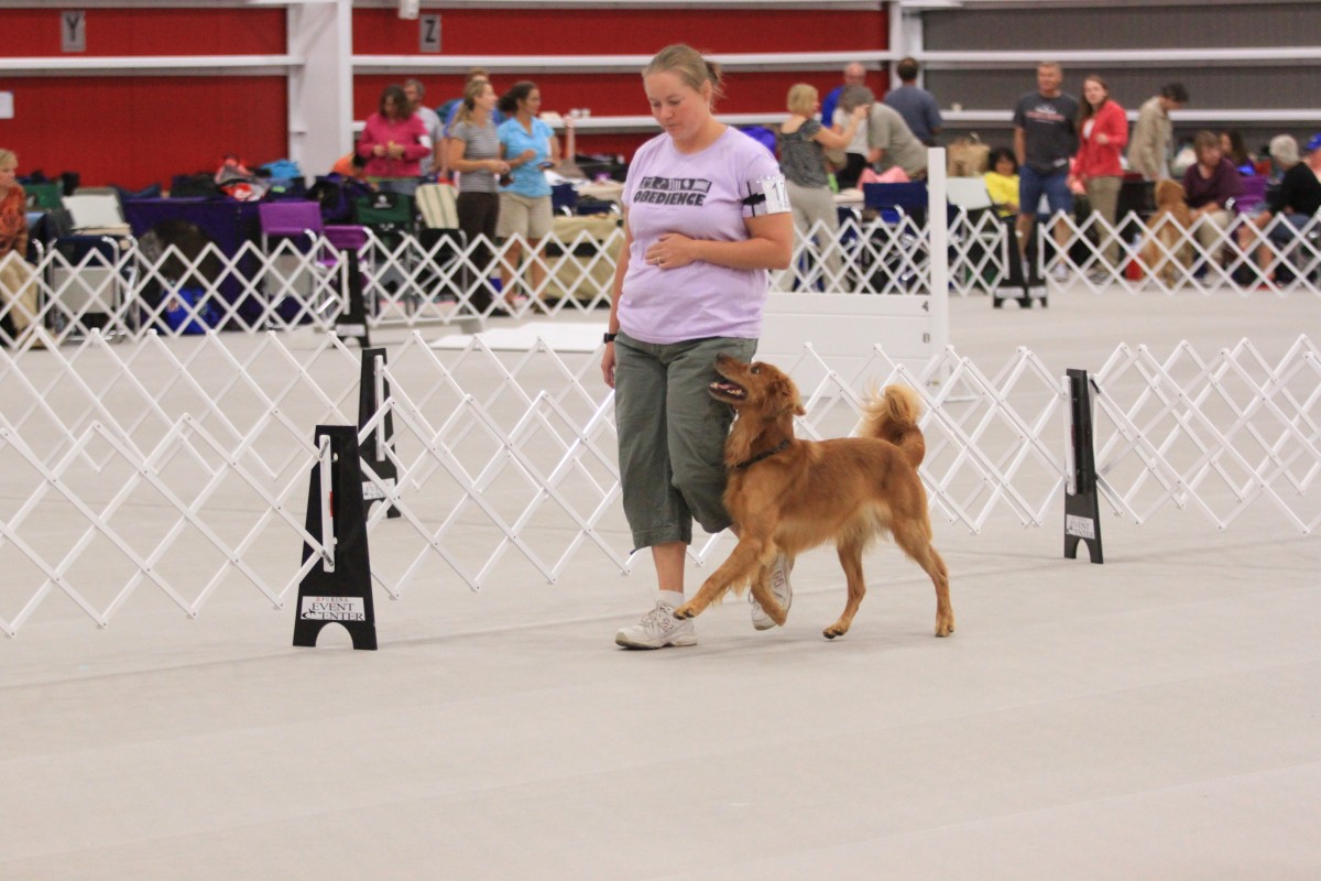 Fenzi Dog Sports Academy EasyBlog Improving Your Heeling the