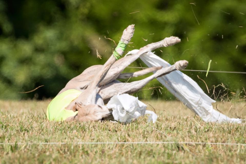 Rhaegar the whippet grabs the bags and tumbles into the line.