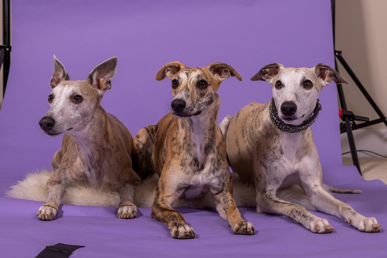 Group shot of the author's three whippets, Rhaegar, Teak, and Tomte.