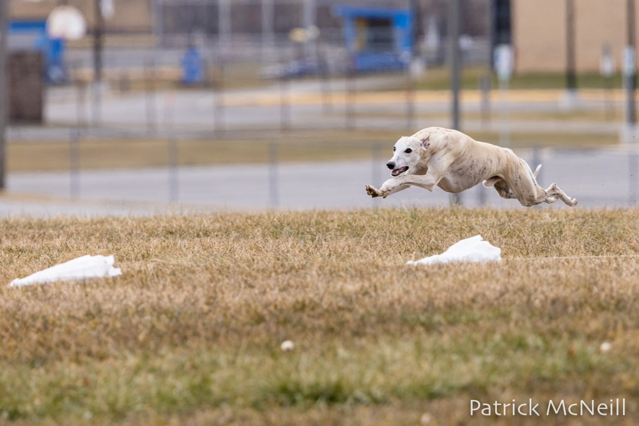 Tomte the whippet in full extension next to a line with bag lures.