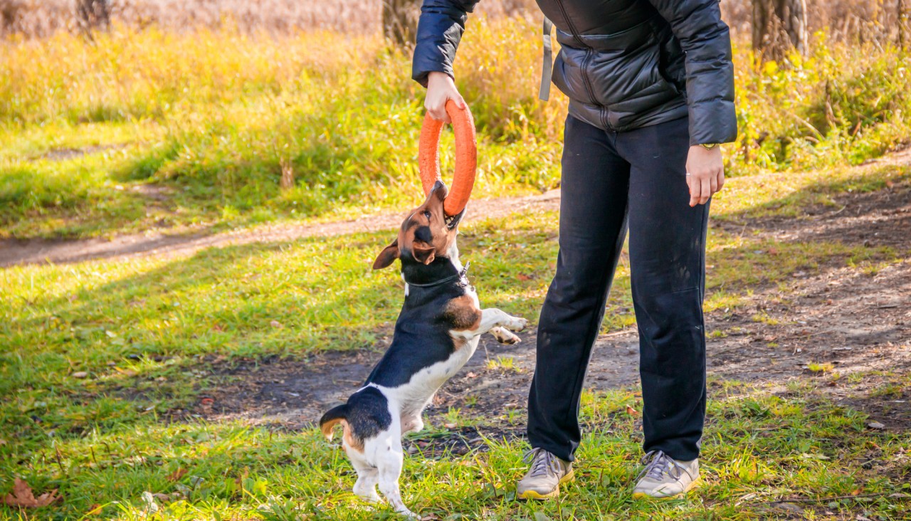 Dog Reward - Rewards Sensory Toy