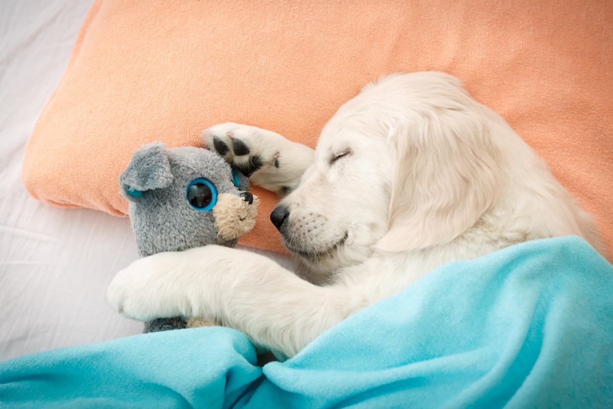EasyBlog - Is a Tired Dog Really a Good Dog? - Fenzi Dog Sports Academy
