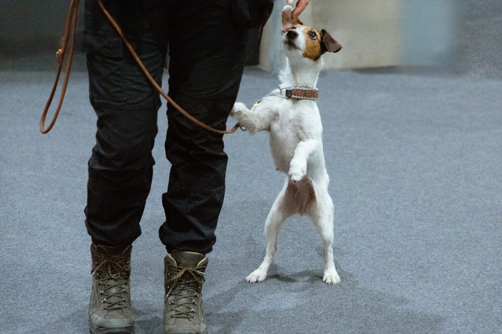 Fenzi Dog Sports Academy - EasyBlog - Generalization: Why Your Dog ...