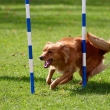 Agility